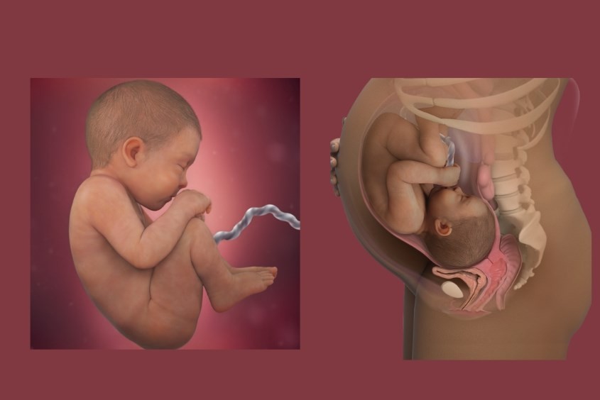 Mang thai tuần 39: Sự phát triển của thai nhi và thay đổi của mẹ bầu thế nào?